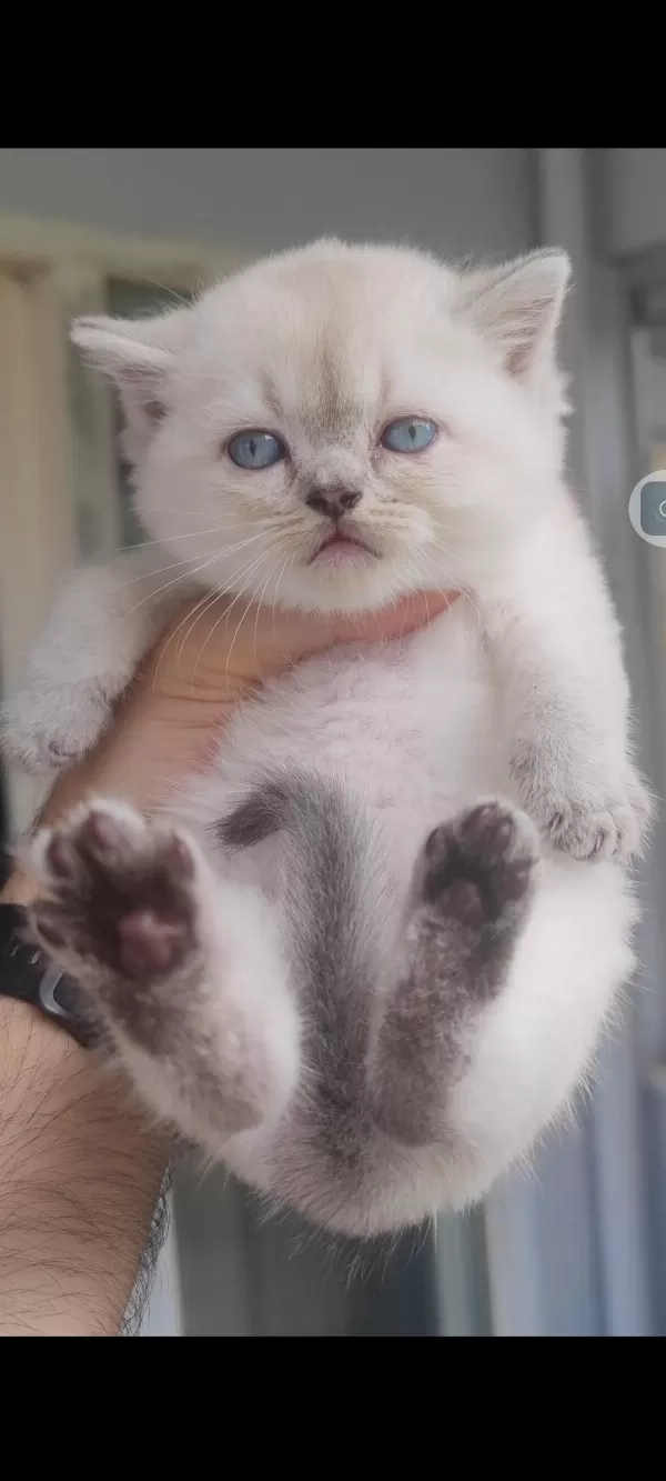 British Shorthair Kedisi
