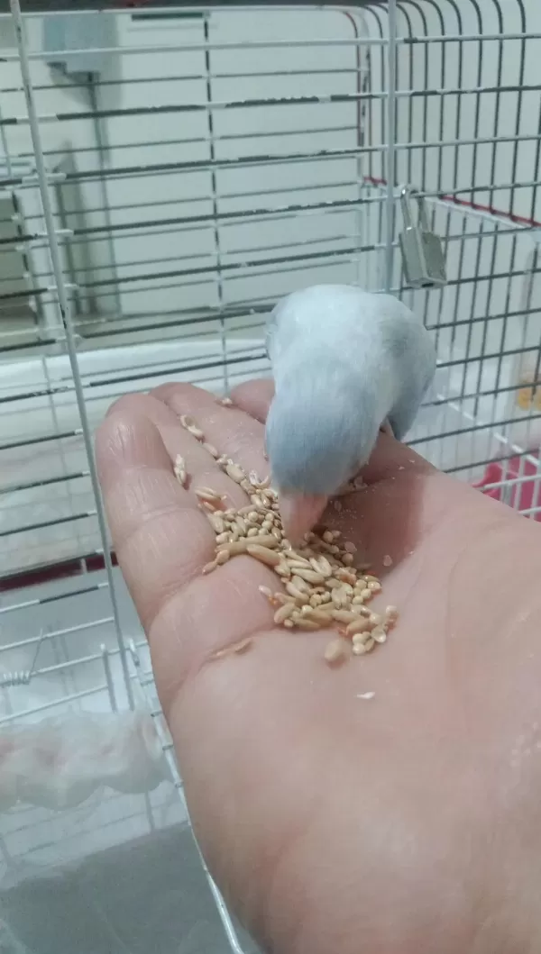 Yavru Forpus Papağanı