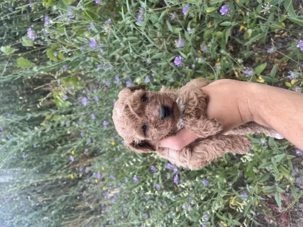 Toy Poodle Yavrularımız İçin Ulaşın