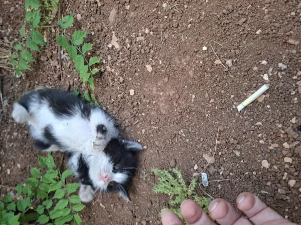 Minik Afacankedimize Yuva Arıyor