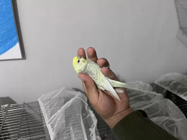 Yumurtalı Rainbow Takım Muhabbet Kuşu