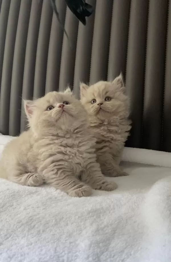 British Shorthair Kızlarım (cinnamon Fawn Ve Lilac)