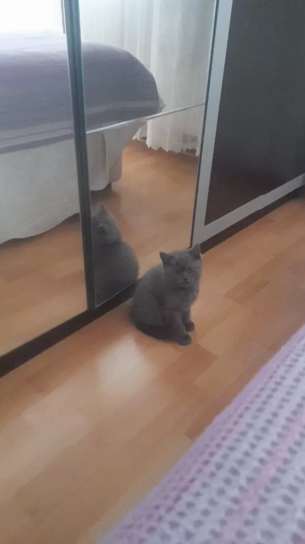 İki Kardeş British Shorthair