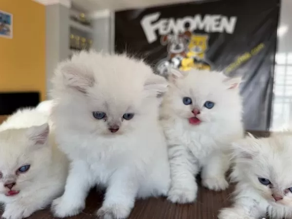 Özel İrk British Shorthair Yavrular Ankara Mağazamizda