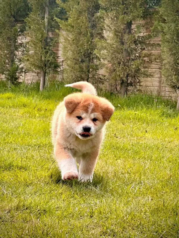 Japon Akita Yavruları Sağlık Ve İrk Garantili