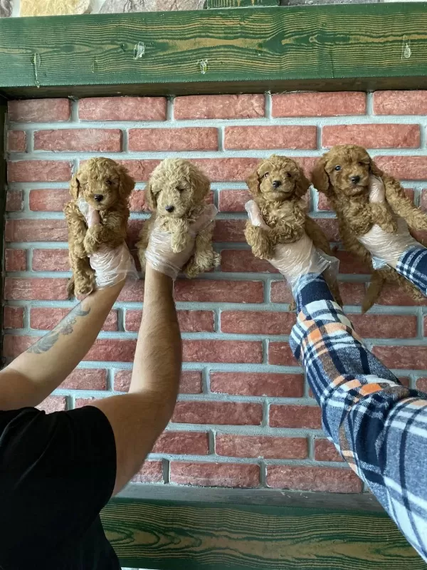 Wc Egitimli Maltipoo Yavrularımız Dişi Erkek