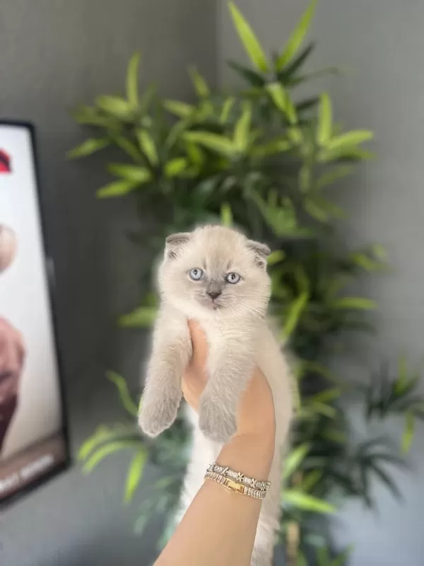 Scottish Fold Blue Point Yavrularim