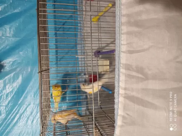 Lanksair Kırması Dişi Tepeli Alman Tepeli Dişi Kanarya