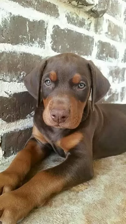 Doberman Bebekler Kapınıza Kadar Teslim Ediyoruz