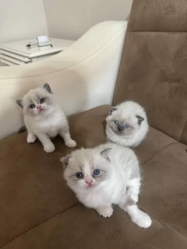 Sağlıklı Dişi Bebek Kedimiz