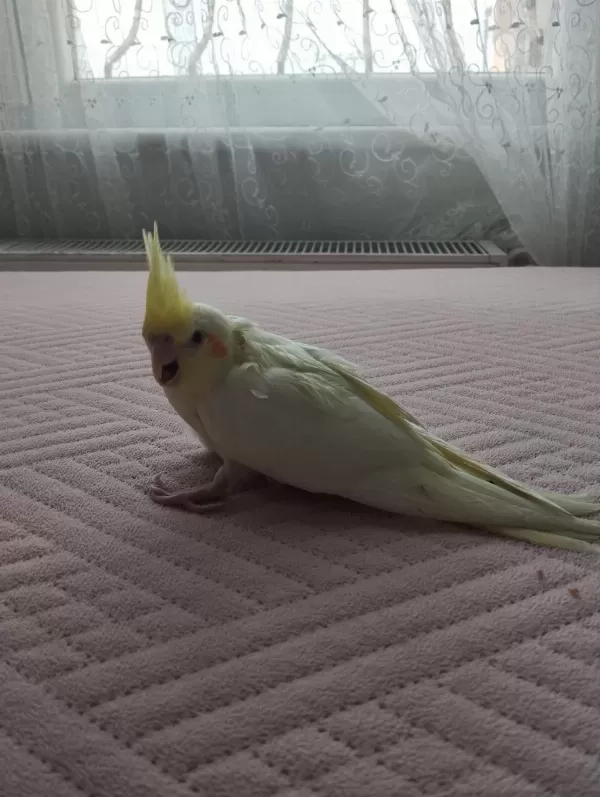 Acil Satılık Yeni Yeme Düşmüş Sultan Papağanı