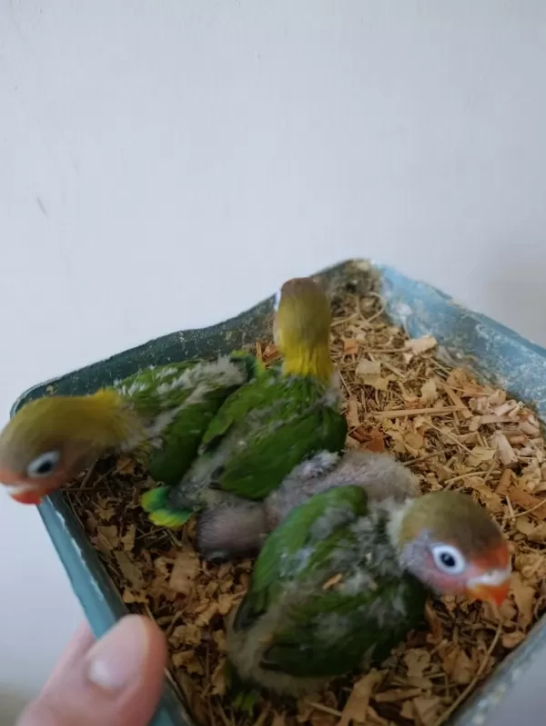 Bebek Cennet Papağanı