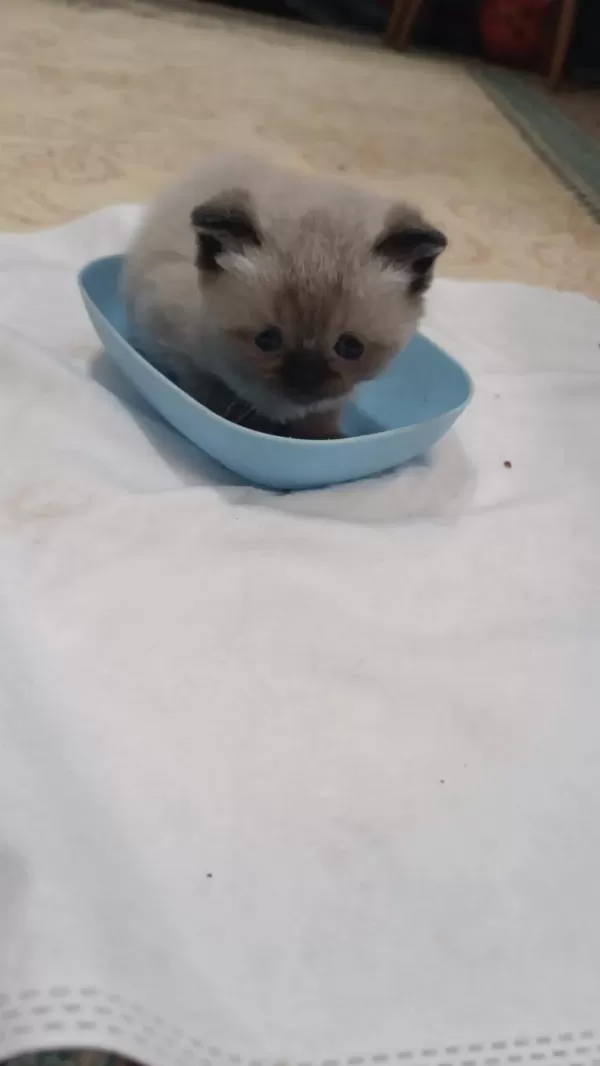 Sağlıklı Dişi Ev Kedisi