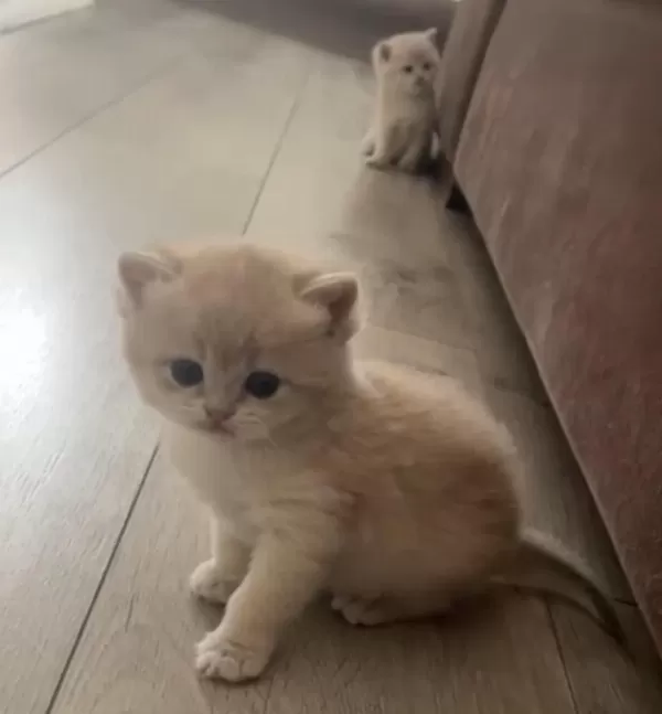 Muhteşem Safkan British Shorthair Golden