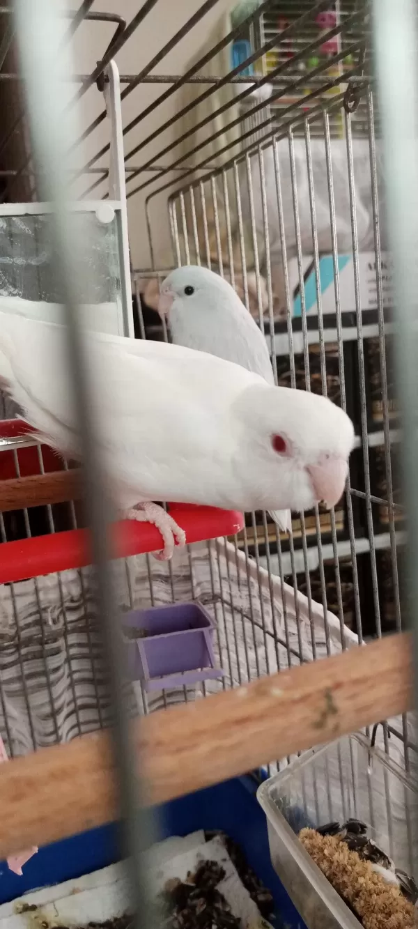 Albino Kırmızı Göz Dişi Forpus
