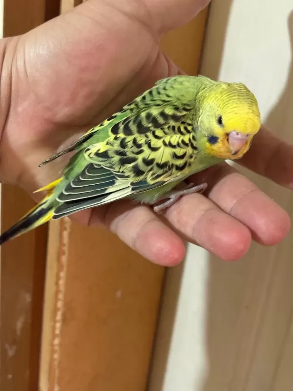 37 Günlük Konuşturmalik Bebek Muhabbet Kuşu