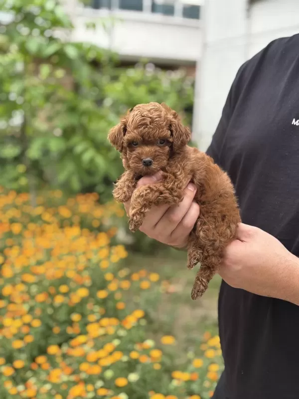 Toy Poodle Dişi Yavrum
