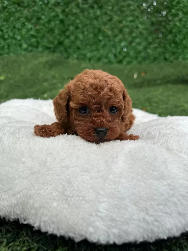 Anatomi Harikasi Poodle Bebekler