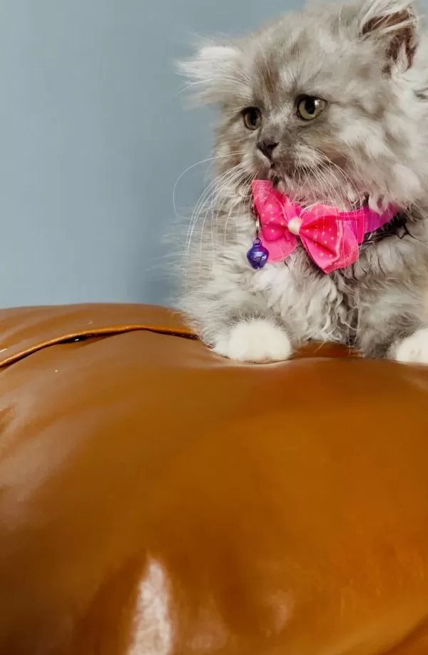 British Longhair 2 Aylık