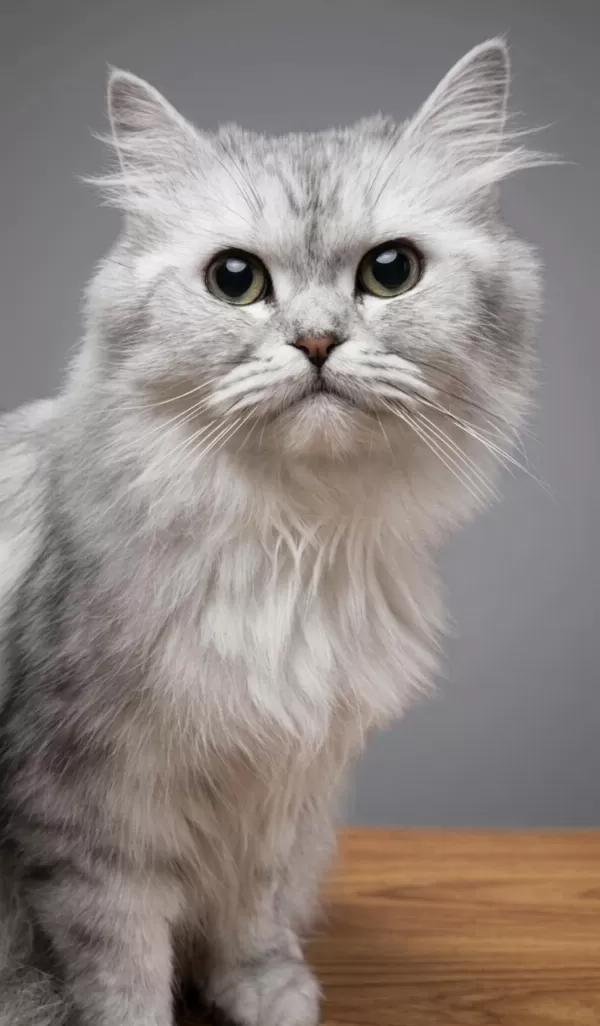 British Longhair Kedisi