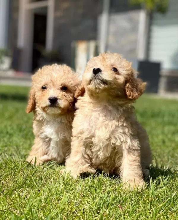 Hipoalerjanik Toy Poodle Bebeklerim
