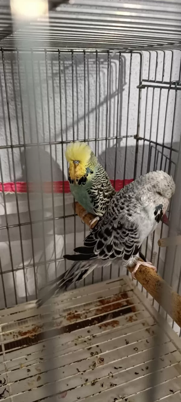 2 Takım Show Jumbo Muhabbet Kuşu