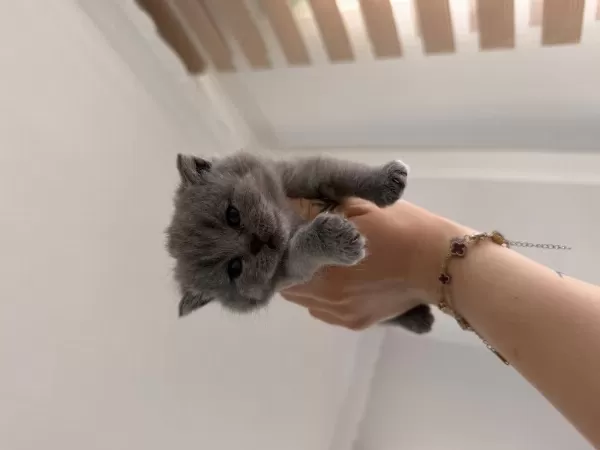 Bebek Kedilerimiz Yeni Yuvasini Ariyor