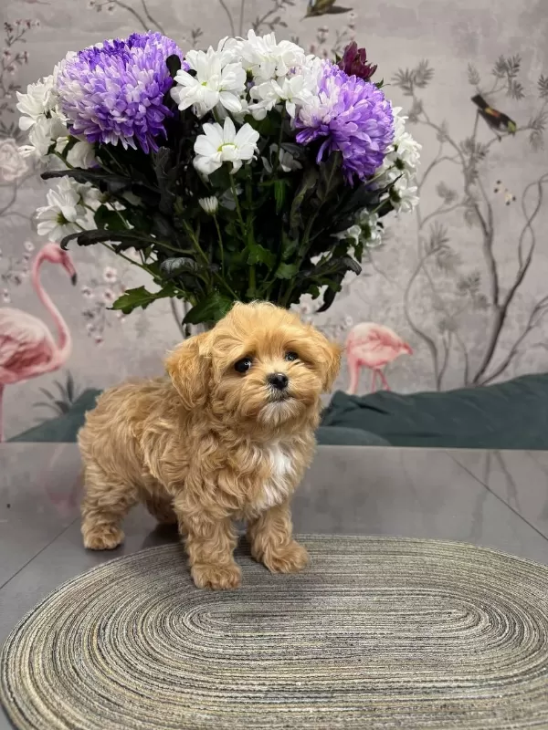 Kg Garantili Kore Maltipoo Yavrular
