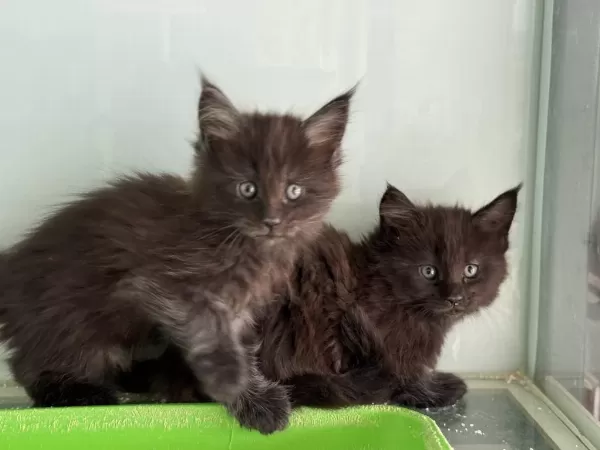 Çok Özel Aşılı Pasaportlu Maine Coon Yavrularımız