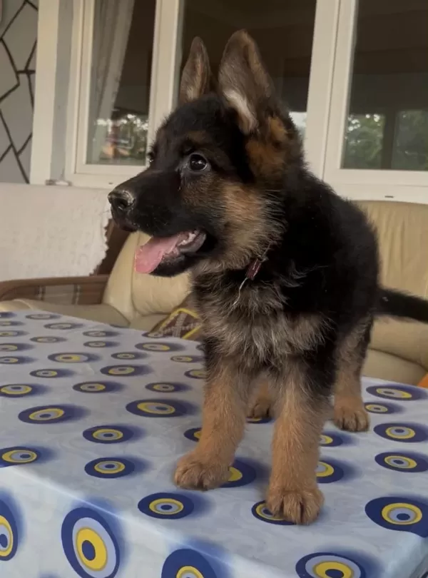 76 Günlük Alman Kurdu Puppy Aşıları Yapıldı