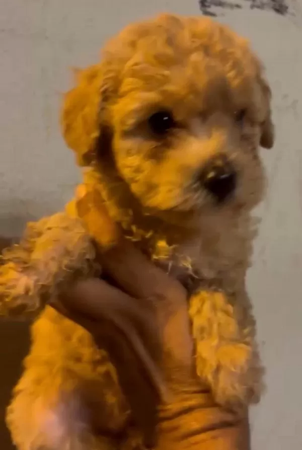 Maltipoo Kalite Yavrular İrk Sağlık Garantili