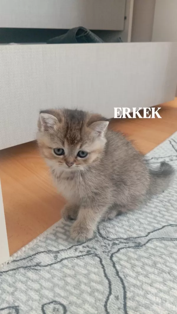 British Shorthair Kediler