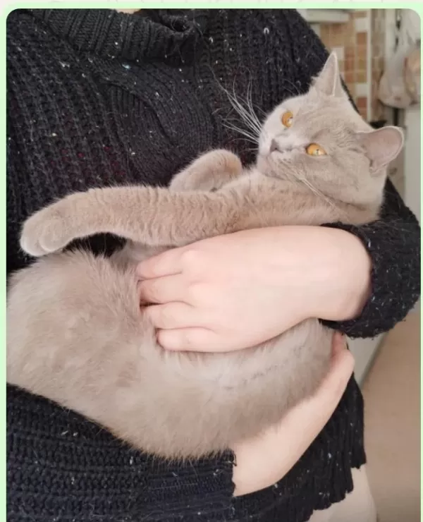 Sahibinden Ücretsiz British Shorthair