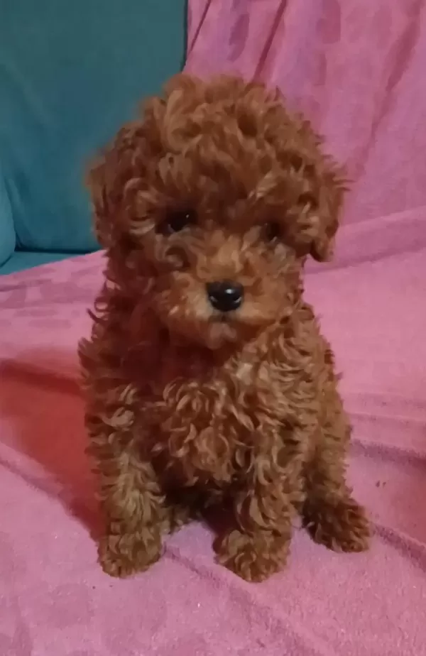Anne Altından Uygun Orjinal Poodle Bebekler