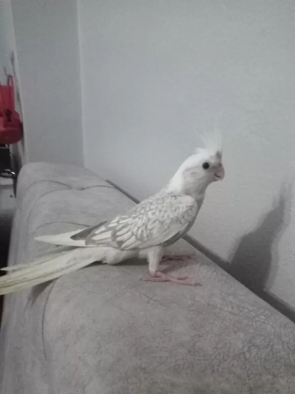 Evcil Yavru Sultan Papağanı