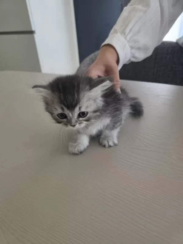 British Shorthair Yavrularımıza Sıcak Yuva Arıyoruz