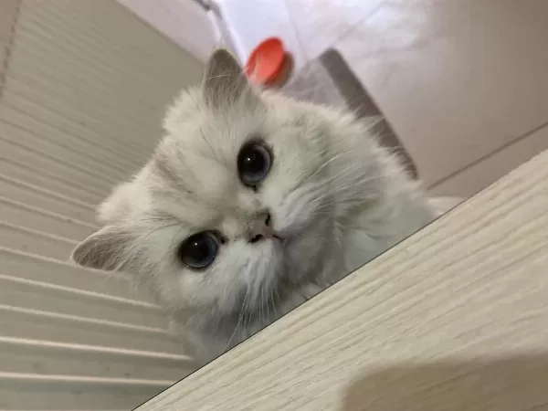 British Longhair Dişi Yetişkin Kedimiz Sahiplendirilecektir