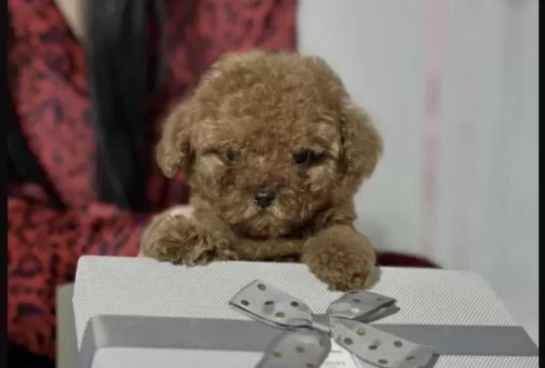 Harika Toy Poodle Bakimli