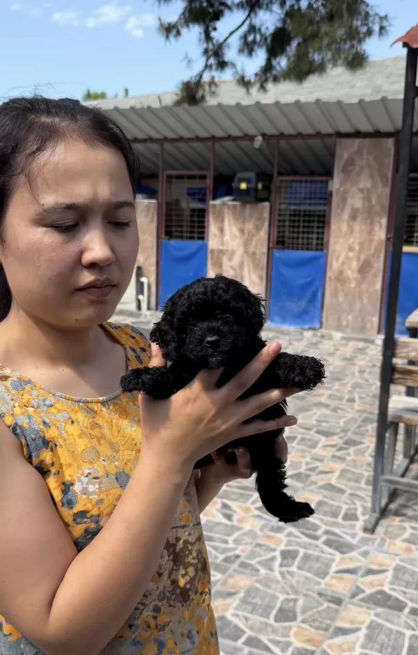 Siyah Toypoodle Zeytin Gözlü Şirin Yavrular