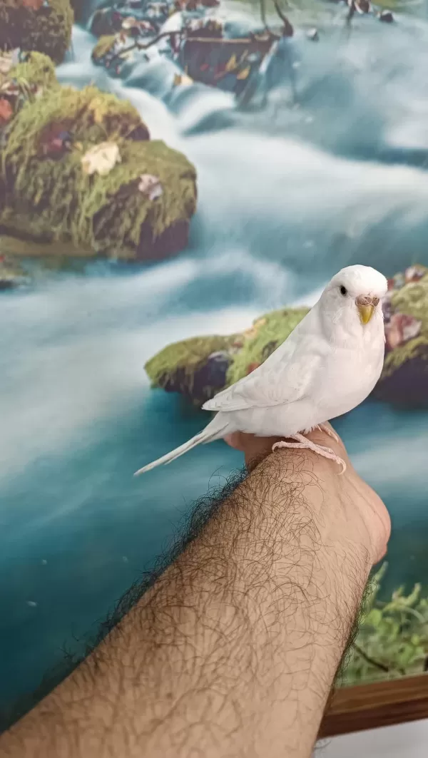 Evcil Hazır Dişi Muhabbet Kuşu