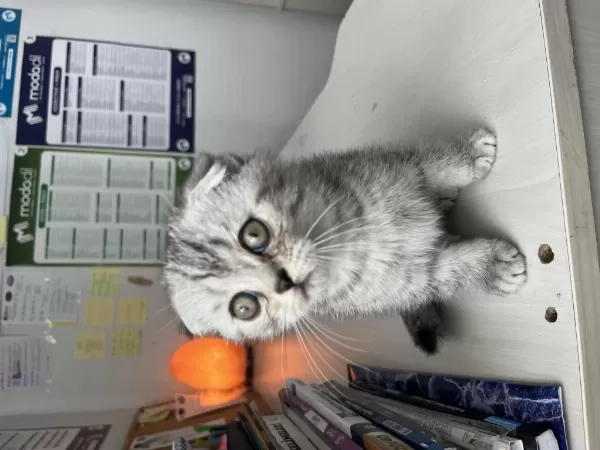 Sağlıklı Yavru Scottish Fold