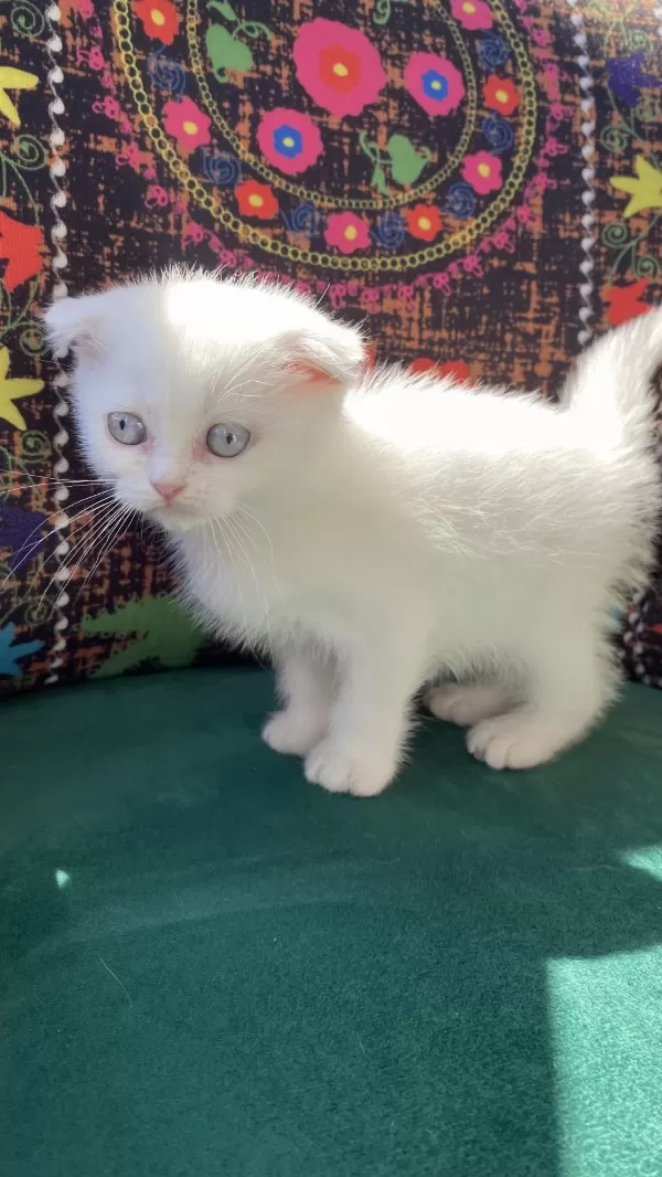 Bembeyaz Kırık Kulak Scottish Fold Yavru