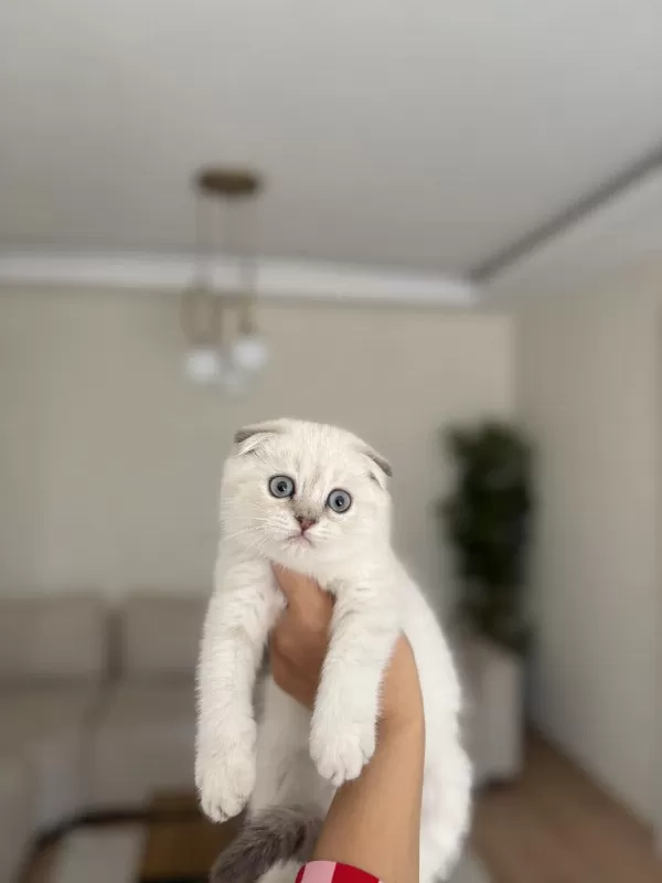 Scottish Fold Silver Yavrularim