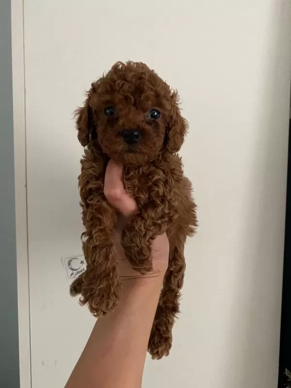 Toy Poodle Canlar Ev Üretimi