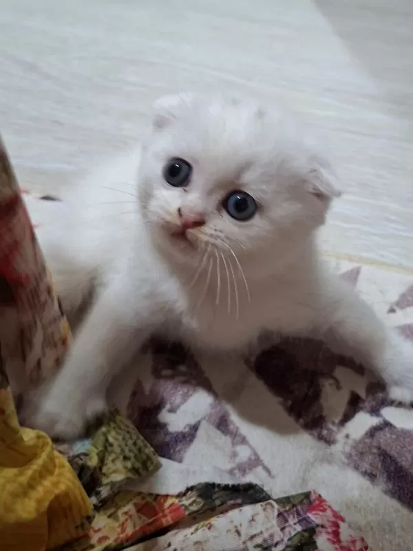 Sağlıklı Tatlı Kedim Helenim