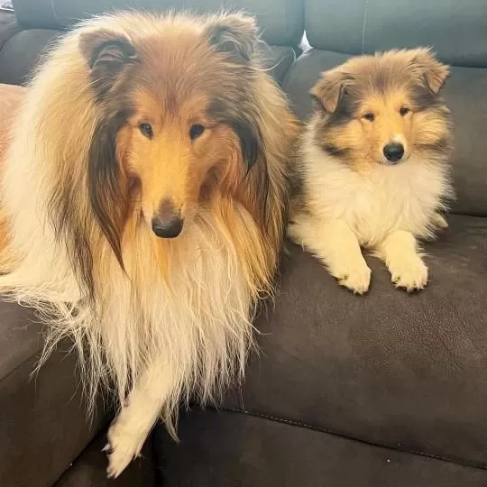 Rough Collie ( Lessie ) Yavrulari