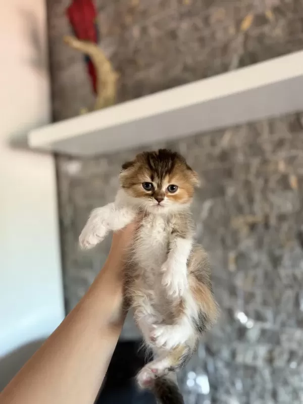 Scottish Fold A Kalite Yavrularim