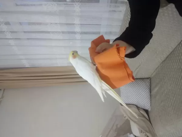 Evcil Sultan Papağanı