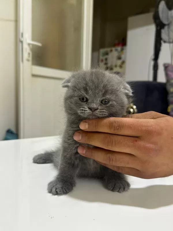 British Shorthair Gri Ve Beyaz Yavru (dişi)