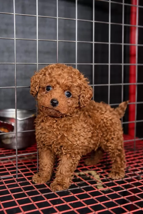 Teacup Poodle Yavrularımız Yeni Yuvasina Hazir